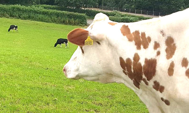 Bovine Tuberculosis Btb Agri Tech Cornwall