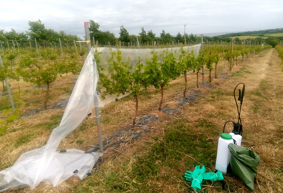 Botrytis battle in Viticulture